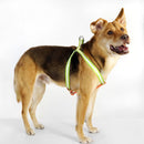 florence by mills Appleskin Leather Dog Harness 蘋果皮革寵物胸背帶