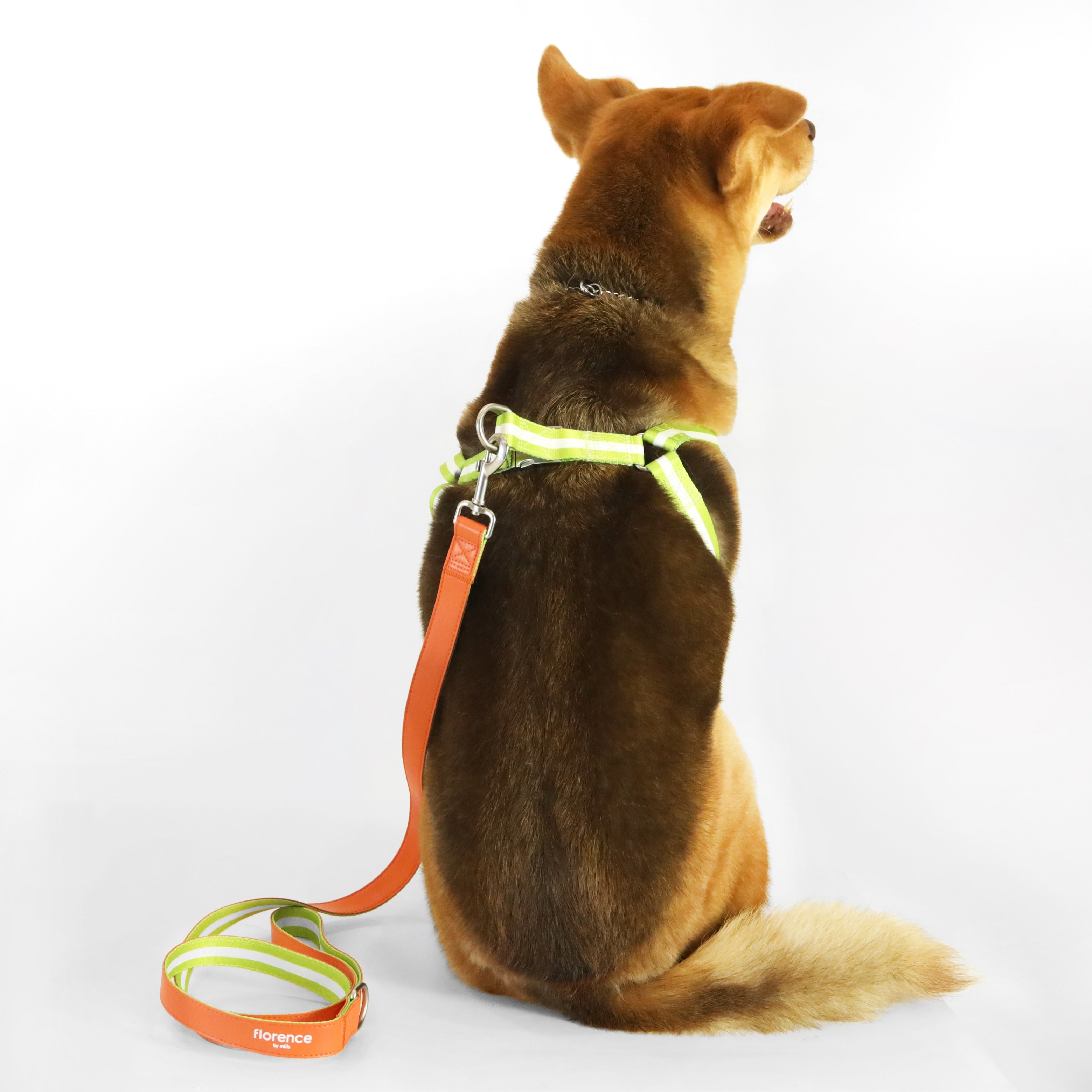florence by mills Appleskin Leather Dog Harness 蘋果皮革寵物胸背帶