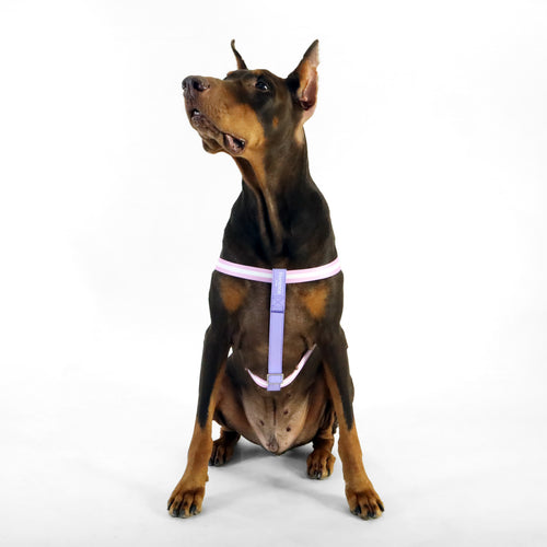 florence by mills Appleskin Leather Dog Harness 蘋果皮革寵物胸背帶