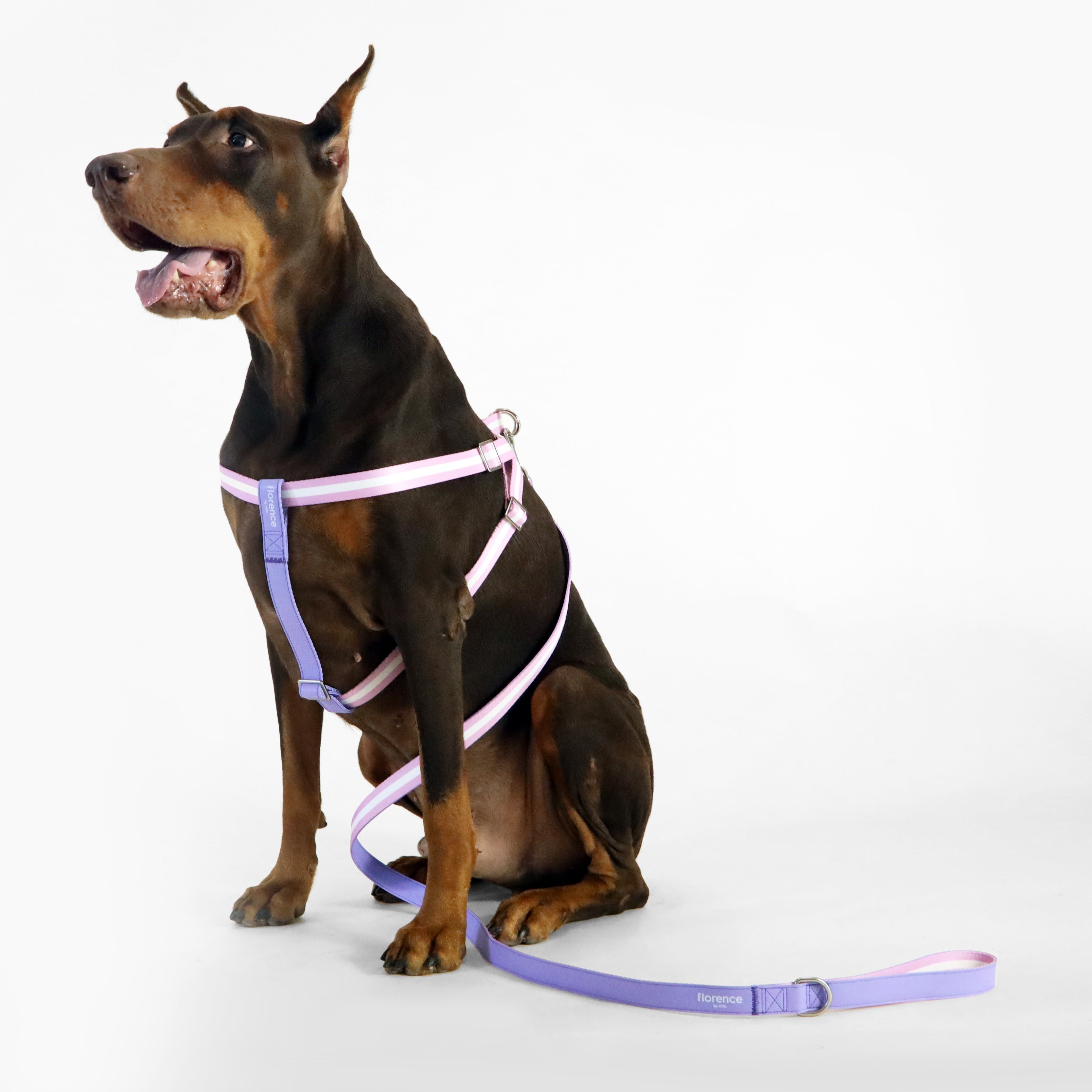 florence by mills Appleskin Leather Dog Harness 蘋果皮革寵物胸背帶