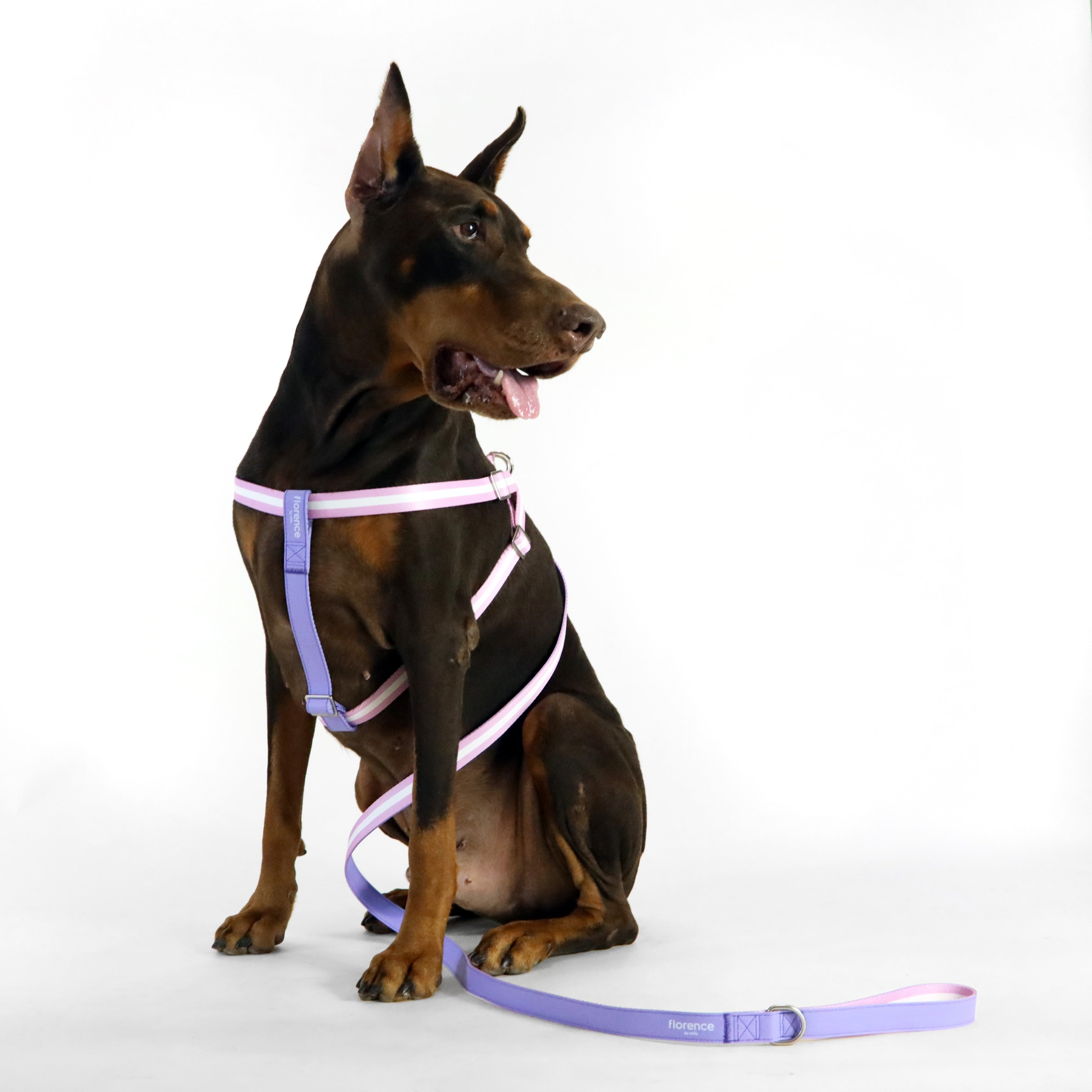 florence by mills Appleskin Leather Dog Leash 蘋果皮革寵物拖帶