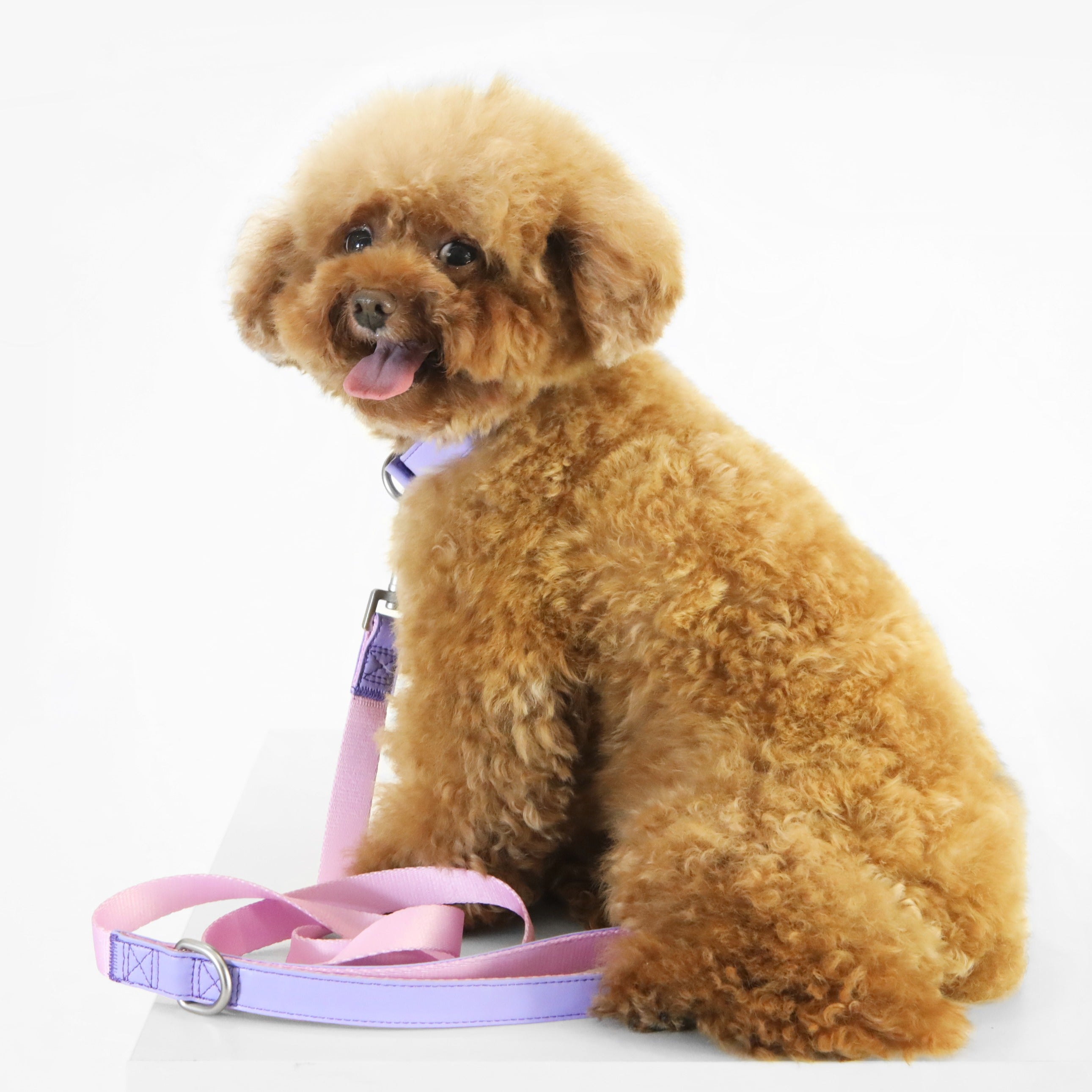 florence by mills Dog Leash 寵物拖帶