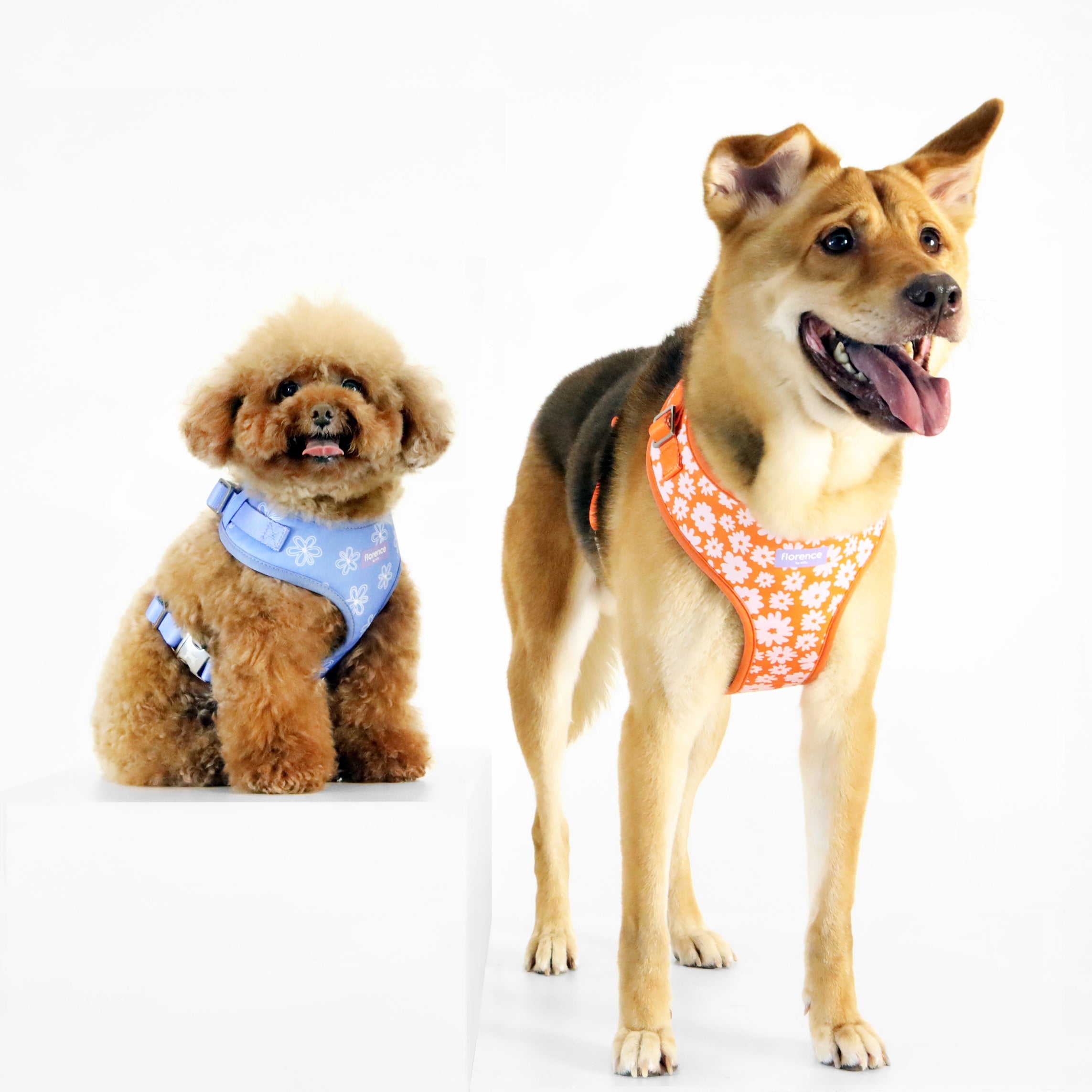 florence by mills Print Harness for Dogs 印花寵物胸背帶