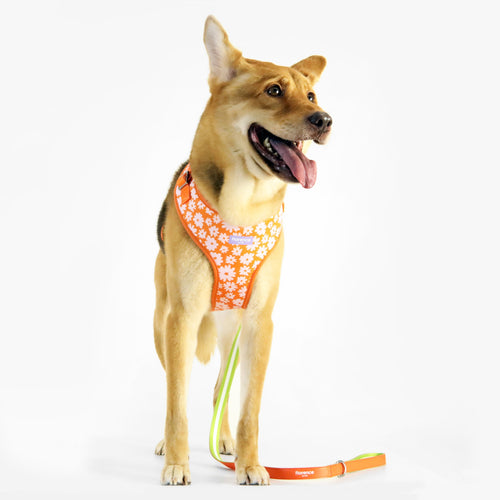 florence by mills Print Harness for Dogs 印花寵物胸背帶