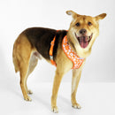 florence by mills Print Harness for Dogs 印花寵物胸背帶