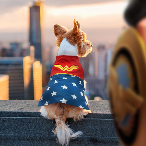 Wonder Woman Dog Costume (2024 Edition)
