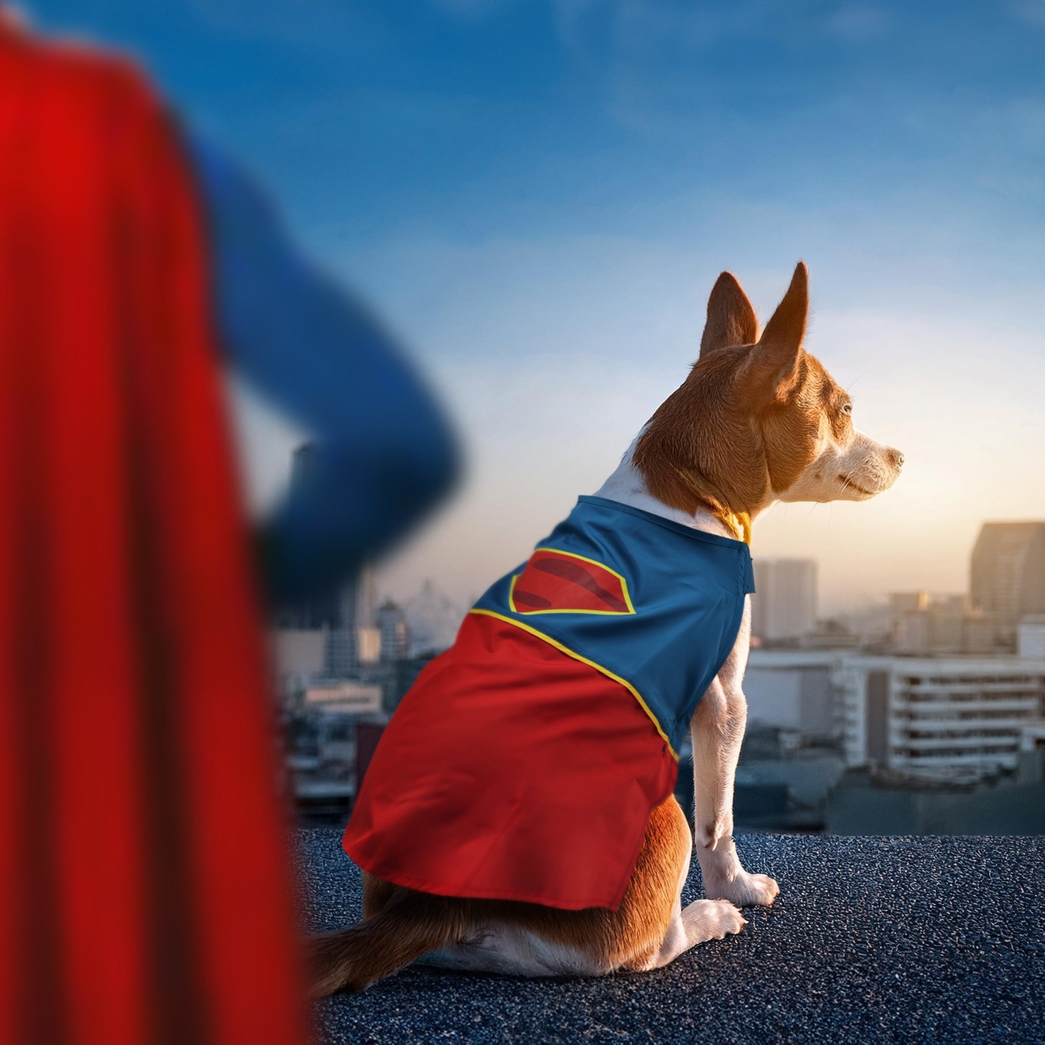 Super-Pets Superman Dog Costume (2024 Edition) 超級英雄變裝服