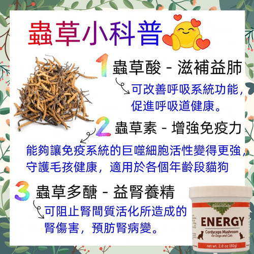 Animal Essentials - ENERGY Organic Cordyceps (CS4) Powder 2.8oz (80g) (For Cats and Dogs)