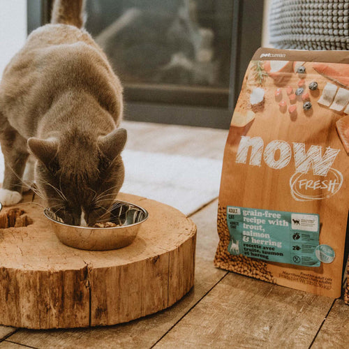 Now! Grain Free Cat Food Grain-Free Fish Formula for Adult Cats