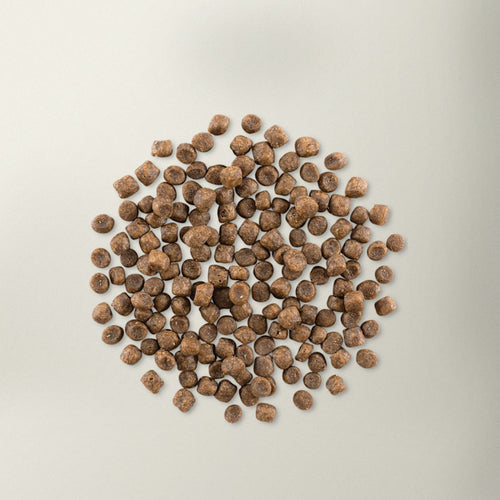 Now! Grain Free Turkey, Salmon, Duck Cat Food - Adult