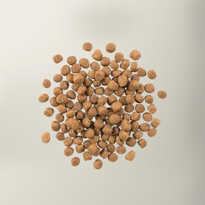 Now! Grain Free 貓糧 無穀物魚肉成貓配方