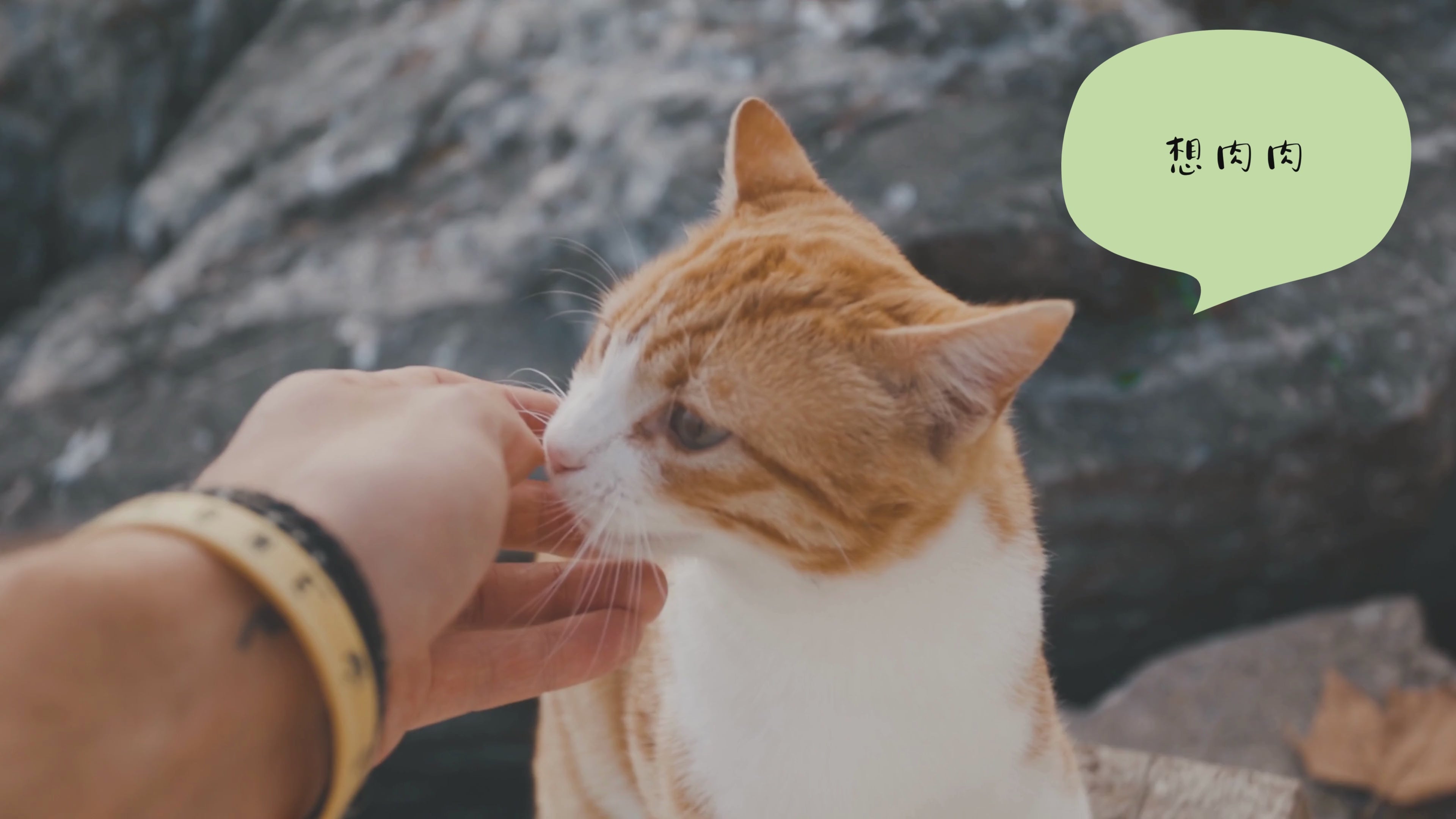 MOMOcare 功能性主食鮮肉泥條 5條裝